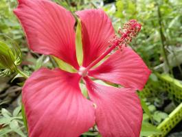 Mocsári hibiszkusz 1, 2, 3 éves növény, bokor (csomagban is!)