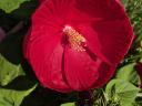 Mocsári hibiszkusz 1, 2, 3 éves növény, bokor (csomagban is!)