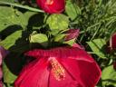 Mocsári hibiszkusz 1, 2, 3 éves növény, bokor (csomagban is!)