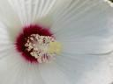 Mocsári hibiszkusz 1, 2, 3 éves növény, bokor (csomagban is!)