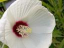 Mocsári hibiszkusz 1, 2, 3 éves növény, bokor (csomagban is!)