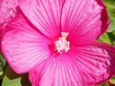 Mocsári hibiszkusz 1, 2, 3 éves növény, bokor (csomagban is!)