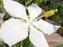 Mocsári hibiszkusz 1, 2, 3 éves növény, bokor (csomagban is!)