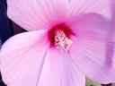 Mocsári hibiszkusz 1, 2, 3 éves növény, bokor (csomagban is!)