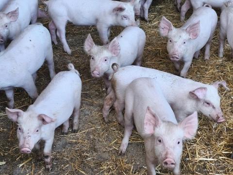 Választási malacok eladók Várpalotán Választási malacok eladók Várpalotán