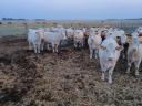 Eladó 75 db növendék üsző – magyartarka és charolais húsmarha