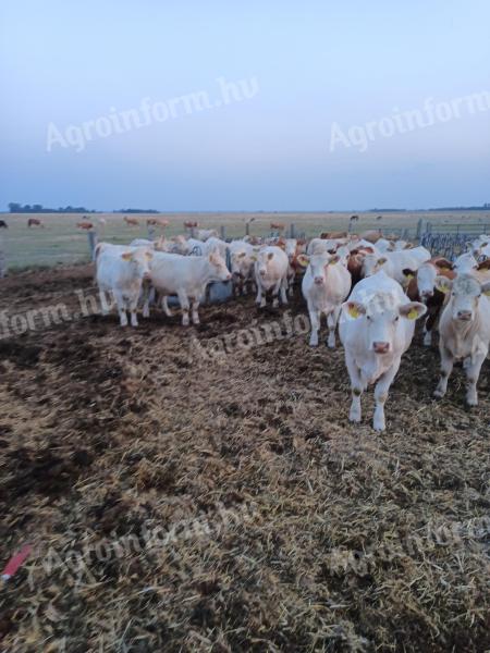 Eladó 75 db növendék üsző – magyartarka és charolais húsmarha