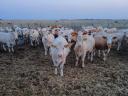 Eladó 75 db növendék üsző – magyartarka és charolais húsmarha