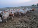 Eladó 75 db növendék üsző – magyartarka és charolais húsmarha