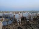 Eladó 75 db növendék üsző – magyartarka és charolais húsmarha