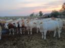 Eladó 75 db növendék üsző – magyartarka és charolais húsmarha