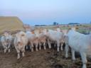 Eladó 75 db növendék üsző – magyartarka és charolais húsmarha