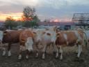 Eladó 75 db növendék üsző – magyartarka és charolais húsmarha