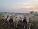 Eladó 75 db növendék üsző – magyartarka és charolais húsmarha