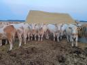 Eladó 75 db növendék üsző – magyartarka és charolais húsmarha
