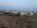 Eladó 75 db növendék üsző – magyartarka és charolais húsmarha