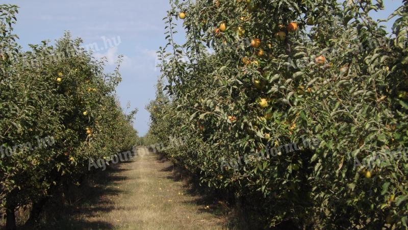 Almáskert teljes idei termése eladó – Gála, Golden, Jonagold, Idared, Pinova, Braeburn, Granny, Red Chief, Kiku 8 fajták