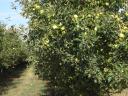 Almáskert teljes idei termése eladó – Gála, Golden, Jonagold, Idared, Pinova, Braeburn, Granny, Red Chief, Kiku 8 fajták
