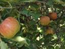 Almáskert teljes termése eladó – Gála, Golden, Jonagold, Idared, Pinova, Braeburn, Granny, Red Chief, Kiku 8 fajták
