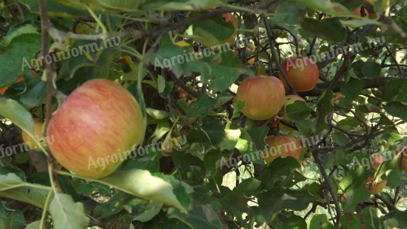 Almáskert teljes termése eladó – Gála, Golden, Jonagold, Idared, Pinova, Braeburn, Granny, Red Chief, Kiku 8 fajták