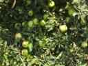 Almáskert teljes termése eladó – Gála, Golden, Jonagold, Idared, Pinova, Braeburn, Granny, Red Chief, Kiku 8 fajták