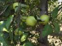 Almáskert teljes termése eladó – Gála, Golden, Jonagold, Idared, Pinova, Braeburn, Granny, Red Chief, Kiku 8 fajták