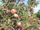 Almáskert teljes termése eladó – Gála, Golden, Jonagold, Idared, Pinova, Braeburn, Granny, Red Chief, Kiku 8 fajták