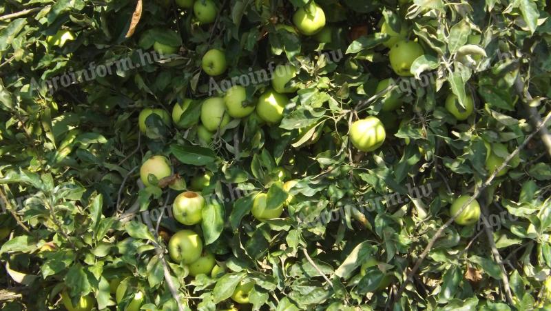 Szedd magad alma – Almáskert teljes idei termése eladó: Gála, Golden, Jonagold, Idared, Pinova, Braeburn, Granny, Red Chief, Kiku 8 fajta