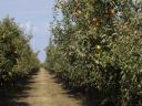 Szedd magad alma – Almáskert teljes idei termése eladó: Gála, Golden, Jonagold, Idared, Pinova, Braeburn, Granny, Red Chief, Kiku 8 fajta