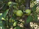 Szedd magad alma – Almáskert teljes idei termése eladó: Gála, Golden, Jonagold, Idared, Pinova, Braeburn, Granny, Red Chief, Kiku 8 fajta