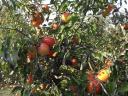 Szedd magad alma – kiváló íz és zamat, minimális növényvédelemmel: Golden, Jonagold, Idared, Pinova, Braeburn, Granny, Red Chief, Kiku 8 fajta