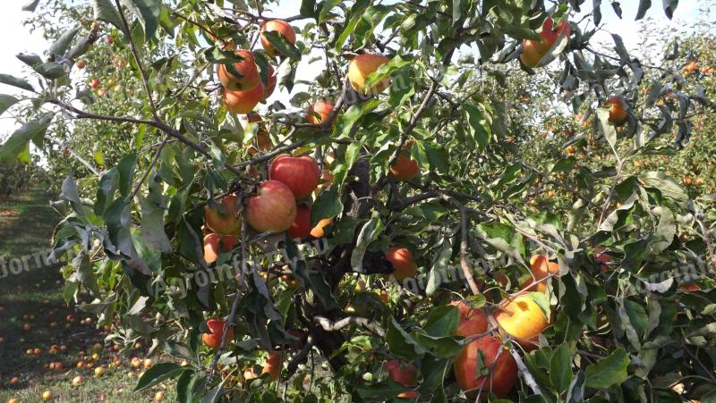 Szedd magad alma – kiváló íz és zamat, minimális növényvédelemmel: Golden, Jonagold, Idared, Pinova, Braeburn, Granny, Red Chief, Kiku 8 fajta