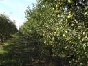 Szedd magad alma – kiváló íz és zamat, minimális növényvédelemmel: Golden, Jonagold, Idared, Pinova, Braeburn, Granny, Red Chief, Kiku 8 fajta