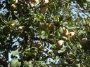 Szedd magad alma – kiváló íz és zamat, minimális növényvédelemmel: Golden, Jonagold, Idared, Pinova, Braeburn, Granny, Red Chief, Kiku 8 fajta