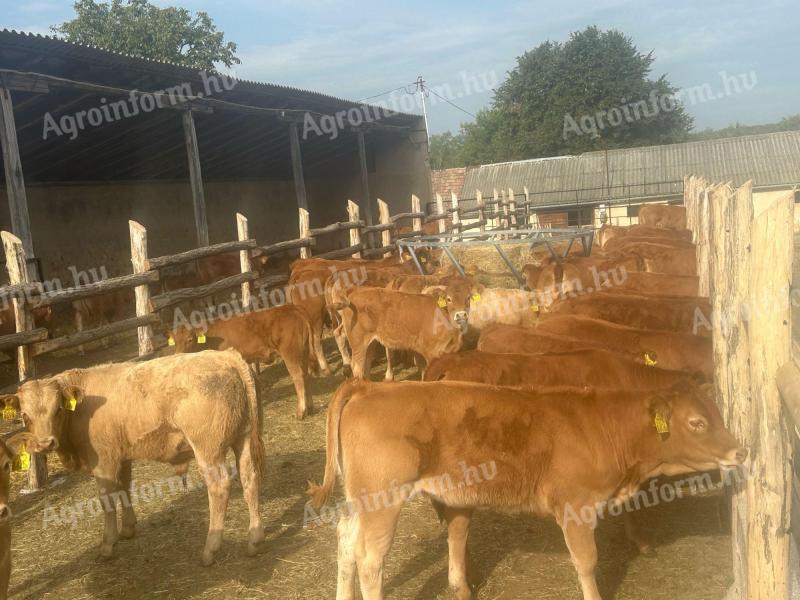 Limousin tenyészüszők továbbtartásra törzstenyészetből, 40 db eladó