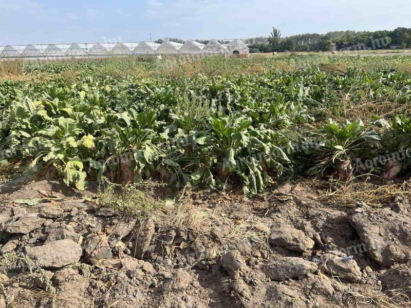 Eladó takarmányrépa, 50 mázsán felül, kocsira rakva