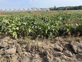 Eladó takarmányrépa 50 mázsán felüli mennyiségben, kocsira rakva