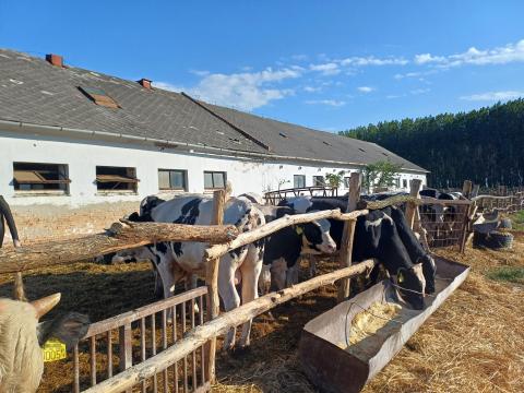 HF Bikák  HF Bikák