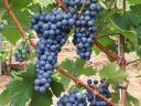 Mátraalján Pinot Noir szőlő termése eladó