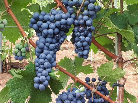 Mátraalján Pinot Noir szőlő termése eladó Mátraalján Pinot Noir szőlő termése eladó