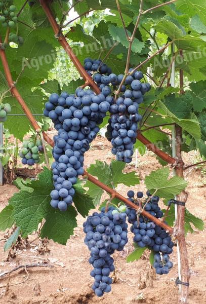 Mátraalján Pinot Noir szőlő termése eladó