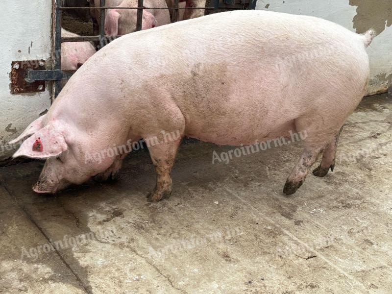 Októberi első ellésű top koca eladó