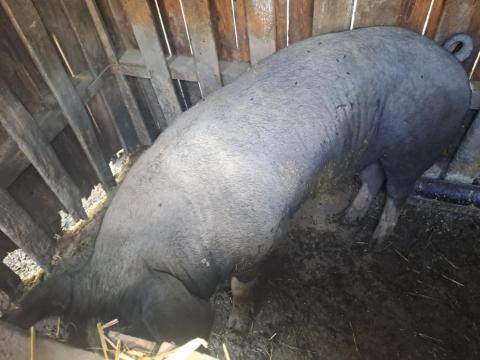 Aktiv kan disznó eladó Aktiv kan disznó eladó
