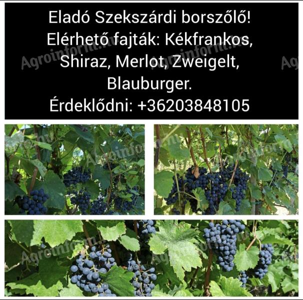 Eladó Szekszárdi borszőlő: Merlot, Shiraz, Kékfrankos, Zweigelt, Blauburger