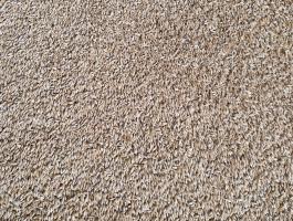 Tavaszi árpa vetőmag eladó Héregen