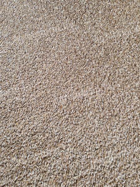 Tavaszi árpa vetőmag eladó Héregen