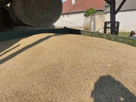 Rozs, tisztított, Vetésre alkalmas