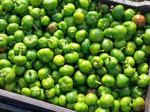 Cseresznye paprika eladó,  óriás fajta Cseresznye paprika eladó,  óriás fajta