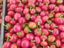 Cseresznye paprika eladó,  óriás fajta