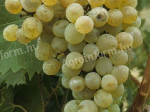 Eger 2 – Villard Blanc eladó Eger 2 – Villard Blanc eladó